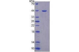 Image no. 1 for Paraoxonase 3 (PON3) (AA 2-354) (Active) protein (His tag) (ABIN6239885)