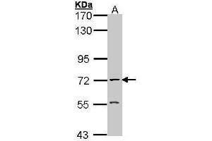 Image no. 1 for anti-Acetylcholinesterase (AChE) (C-Term) antibody (ABIN2855111)