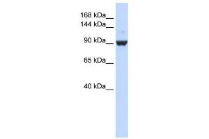 Image no. 1 for anti-DEAH (Asp-Glu-Ala-His) Box Polypeptide 34 (DHX34) antibody (ABIN633327)