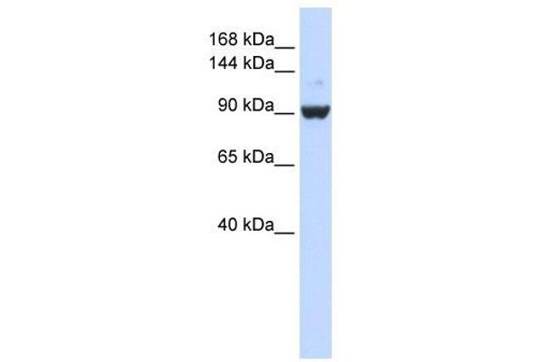 anti-DEAH (Asp-Glu-Ala-His) Box Polypeptide 34 (DHX34) antibody