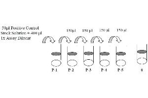 Image no. 2 for Bruton Agammaglobulinemia tyrosine Kinase (BTK) ELISA Kit (ABIN1981713)