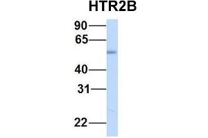 Image no. 4 for anti-Serotonin Receptor 2B (HTR2B) (N-Term) antibody (ABIN2779377)