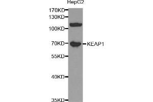 KEAP1 抗体  (AA 325-624)