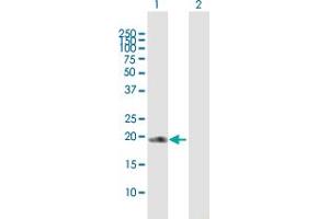 Western Blot analysis of COPS8 expression in transfected 293T cell line by COPS8 MaxPab polyclonal antibody.
