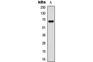 Image no. 3 for anti-Paxillin (PXN) (N-Term) antibody (ABIN2707694)