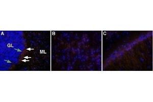 Expression of OX2R in rat brain - Immunohistochemical staining of rat brain using Anti-Orexin Receptor 2 Antibody (ABIN7043029, ABIN7044885 and ABIN7044886), (1:50), followed by goat anti-rabbit-AlexaFluor-555 secondary antibody (1:500), (red).