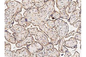 Image no. 1 for anti-CD274 (PD-L1) (AA 1-239) antibody (ABIN2681672)