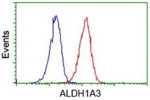 Image no. 3 for anti-Aldehyde Dehydrogenase 1 Family, Member A3 (ALDH1A3) (AA 1-100), (AA 413-512) antibody (ABIN2715885)