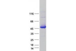 Image no. 1 for SEC14-Like 2 (SEC14L2) (Transcript Variant 1) protein (Myc-DYKDDDDK Tag) (ABIN2731565)