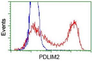 Image no. 4 for anti-PDZ and LIM Domain 2 (PDLIM2) antibody (ABIN1500128)