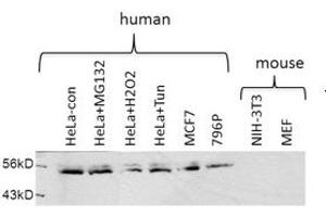 Image no. 1 for anti-Ubiquitin Specific Peptidase 30 (Usp30) (Middle Region) antibody (ABIN2773957)