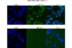 Image no. 2 for anti-Non-SMC Element 4 Homolog A (NSMCE4A) (C-Term) antibody (ABIN2791705)