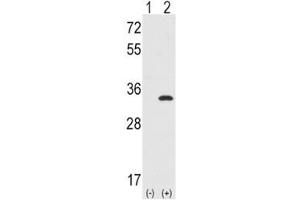 Image no. 4 for anti-Cyclin-Dependent Kinase 1 (CDK1) (AA 1-29) antibody (ABIN3028598)