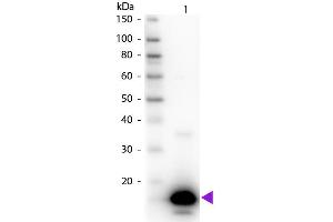 Image no. 1 for anti-Avidin (AVD) antibody (Biotin) (ABIN95470)