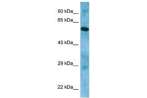 Image no. 1 for anti-Aprataxin and PNKP Like Factor (APLF) (C-Term) antibody (ABIN2790098)
