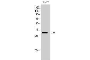Image no. 1 for anti-Mitochondrial Translational Initiation Factor 3 (MTIF3) (Internal Region) antibody (ABIN3185125)