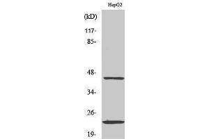 Image no. 1 for anti-CD83 (CD83) (Internal Region) antibody (ABIN3183788)