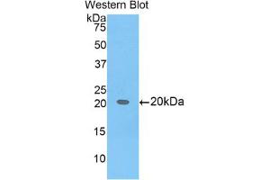 Image no. 1 for anti-BCL2-Like 2 (BCL2L2) (AA 22-189) antibody (ABIN2909183)