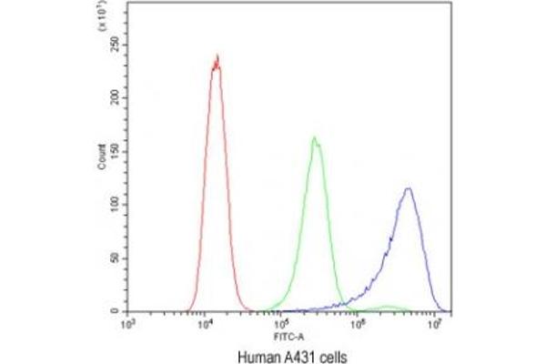 Ataxin 2 anticorps  (C-Term)
