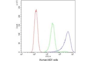 anti-Ataxin 2 (ATXN2) (C-Term) antibody