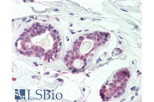 Image no. 1 for anti-Homeobox C10 (HOXC10) (Internal Region) antibody (ABIN1590075)