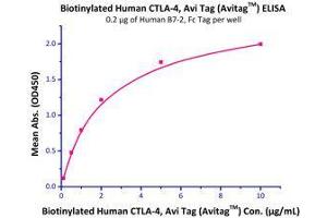 Immobilized Human B7-2, Fc Tag  with a linear range of 0.