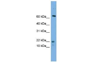 YPEL5 anticorps  (N-Term)