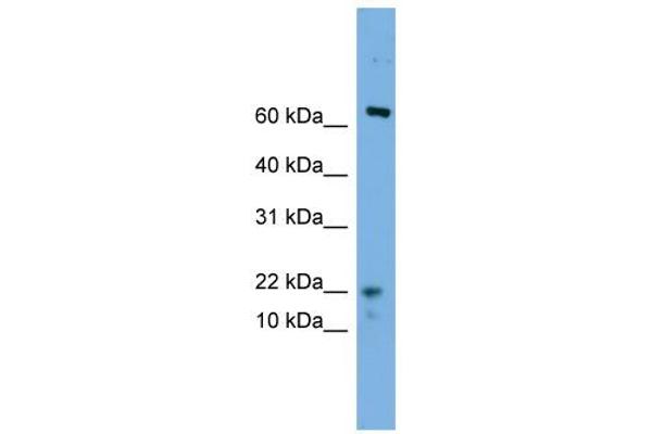 anti-Yippee-Like 5 (YPEL5) (N-Term) antibody