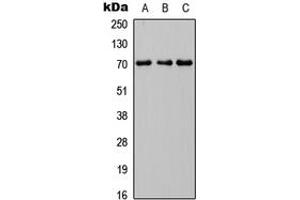 INPP5J antibody  (C-Term)