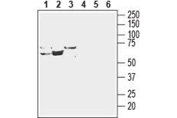 anti-Solute Carrier Family 29 Member 3 (SLC29A3) (AA 37-49), (Intracellular), (N-Term) antibody
