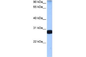 Image no. 2 for anti-Staufen Double-Stranded RNA Binding Protein 1 (STAU1) (N-Term) antibody (ABIN2778906)