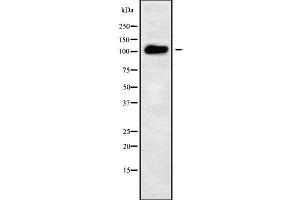 Image no. 1 for anti-ATPase, Ca++ Transporting, Type 2C, Member 2 (ATP2C2) (Internal Region) antibody (ABIN6260124)