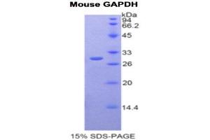 Image no. 1 for Glyceraldehyde-3-Phosphate Dehydrogenase (GAPDH) (AA 56-284) protein (His tag) (ABIN1877751)