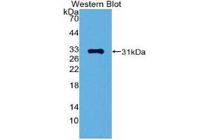 Image no. 1 for anti-GATA Binding Protein 1 (Globin Transcription Factor 1) (GATA1) (AA 42-292) antibody (ABIN1980405)