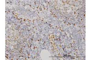 Image no. 3 for anti-Early B-Cell Factor 3 (EBF3) (AA 381-480) antibody (ABIN566977)
