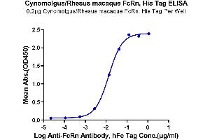 ELISA image for Fc gamma Receptor and Transporter (FCGRT) protein (His tag) (ABIN7274675)