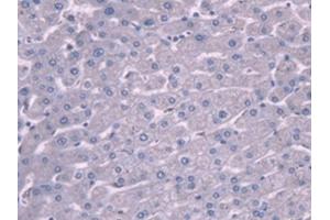 PLG antibody  (AA 274-560)