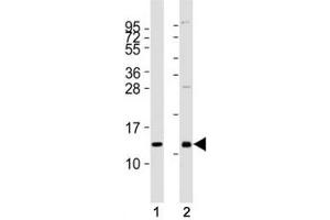 Image no. 1 for anti-Chemokine (C-X-C Motif) Ligand 12 (CXCL12) antibody (ABIN3028568)