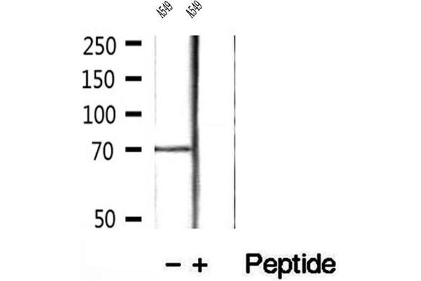 LGALS3BP antibody  (C-Term)