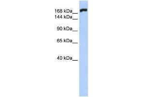 Image no. 1 for anti-Myosin, Heavy Polypeptide 10, Non-Muscle (MYH10) (N-Term) antibody (ABIN2775331)