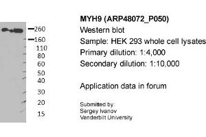 Image no. 1 for anti-Myosin 9 (MYH9) (Middle Region) antibody (ABIN2783216)