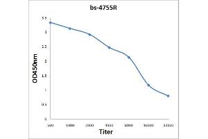 CD19 anticorps  (AA 151-250)