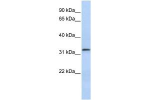 LACTB2 antibody  (Middle Region)