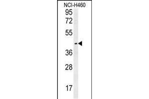 anti-Lysosomal Protein Transmembrane 5 (LAPTM5) (AA 23-49), (N-Term) antibody
