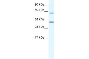 Image no. 1 for anti-Mesoderm Posterior 2 Homolog (Mesp2) (C-Term) antibody (ABIN925827)