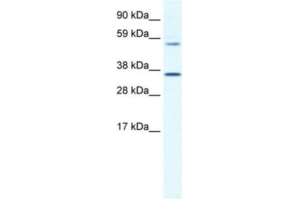 anti-Mesoderm Posterior 2 Homolog (Mesp2) (C-Term) antibody
