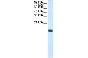 anti-Zinc Finger Protein 786 (ZNF786) (N-Term) antibody