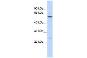 Image no. 1 for anti-Insulin-Like Growth Factor Binding Protein, Acid Labile Subunit (IGFALS) (Middle Region) antibody (ABIN634631)