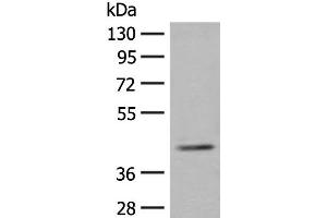 Western blot analysis of K562 cell lysate using ERGIC3 Polyclonal Antibody at dilution of 1:400