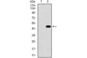 Image no. 3 for anti-RAP1A, Member of RAS Oncogene Family (RAP1A) antibody (ABIN1108827)